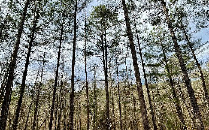 Pictures of Land property located at 737 Timber Creek Trails South Xl, Broken Bow, OK 74728 for sales - image #1