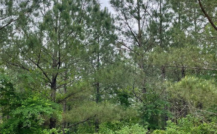 Pictures of Land property located at 681 Timber Creek Trails South Xl, Broken Bow, OK 74728 for sales - image #1