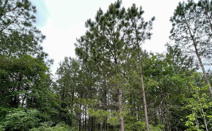 Pictures of Land property located at 671 Timber Creek Trails South Xl, Broken Bow, OK 74728 for sales - image #1