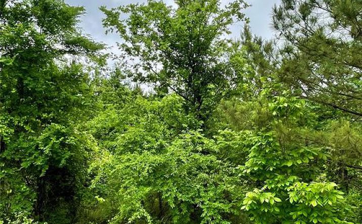 Pictures of Land property located at 665 Timber Creek Trails South Xl, Broken Bow, OK 74728 for sales - image #1