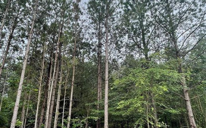 Pictures of Land property located at 81 Hidden Trail, Broken Bow, OK 74728 for sales - image #1