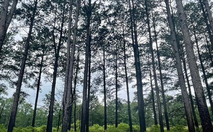 Pictures of Land property located at 57 Upper Vista Ridge Trail, Broken Bow, OK 74728 for sales - image #1