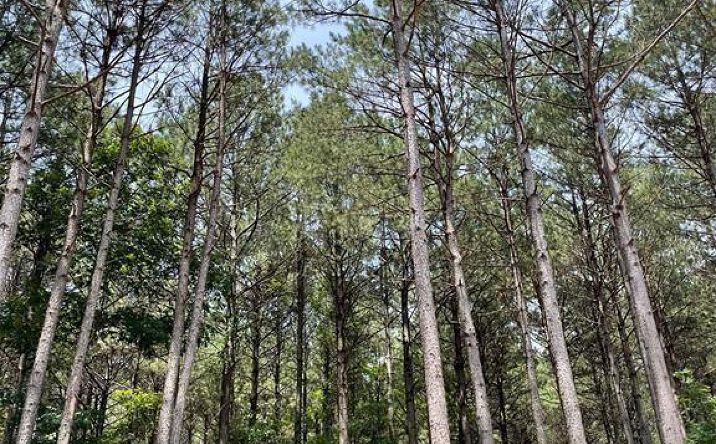 Pictures of Land property located at 93 Cedar Hills Trail, Broken Bow, OK 74728 for sales - image #1