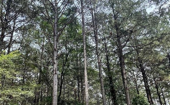 Pictures of Land property located at Cedar Hills Lakes #F, Broken Bow, OK 74728 for sales - image #1