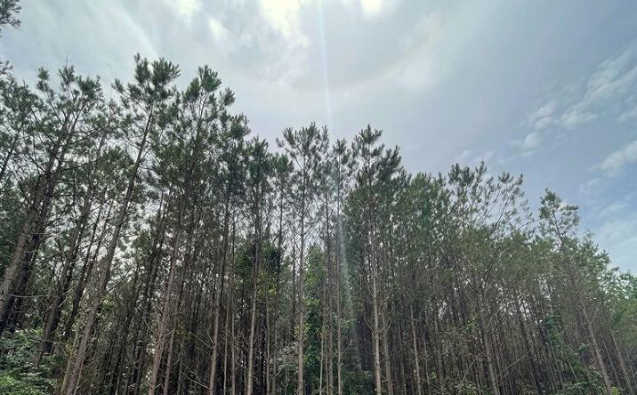 Pictures of Land property located at Cedar Hills Lakes #X, Broken Bow, OK 74728 for sales - image #1