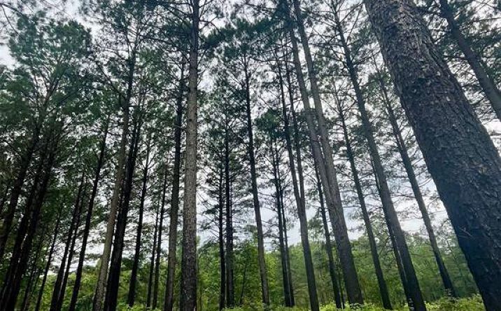 Pictures of Land property located at 76 Upper Vista Ridge Trail, Broken Bow, OK 74728 for sales - image #1