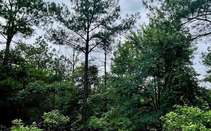 Pictures of Land property located at 78 Cedar Hills Trail, Broken Bow, OK 74728 for sales - image #1