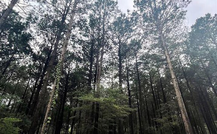 Pictures of Land property located at 30 Upper Vista Ridge Trail, Broken Bow, OK 74728 for sales - image #1