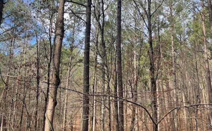 Pictures of Land property located at 778 Timber Creek Trail, Broken Bow, OK 74728 for sales - image #1