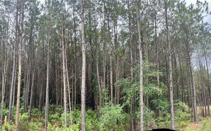 Pictures of Land property located at 109 Timberland Court, Broken Bow, OK 74728 for sales - image #1