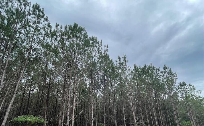 Pictures of Land property located at 108 Timberland Gate, Broken Bow, OK 74728 for sales - image #1