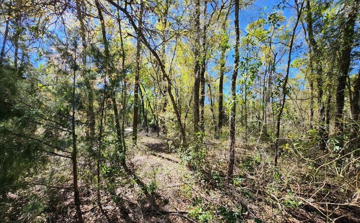 Pictures of Land property located at 00 Pine Dr, Bronson, FL 32621 for sales - image #1