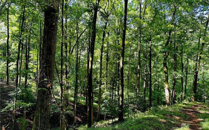 Pictures of Land property located at 7.123 Acres Halls Mill Road, Dahlonega, GA 30533 for sales - image #1