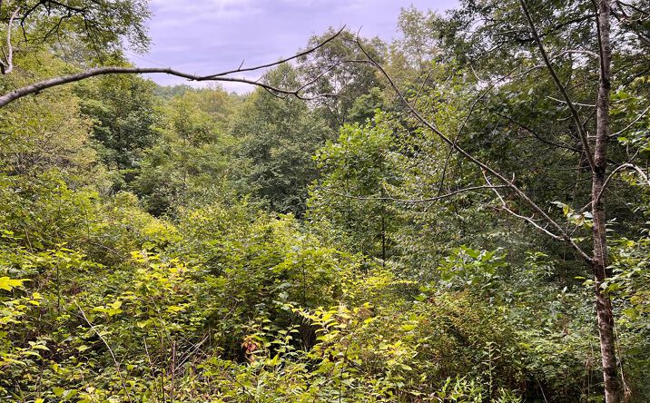 Pictures of Land property located at 0 Lamar Road, Matoaka, WV 24733 for sales - image #1