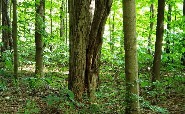 Pictures of Land property located at 1334 N Brummitt Road N, Chesterton, IN 46304 for sales - image #1