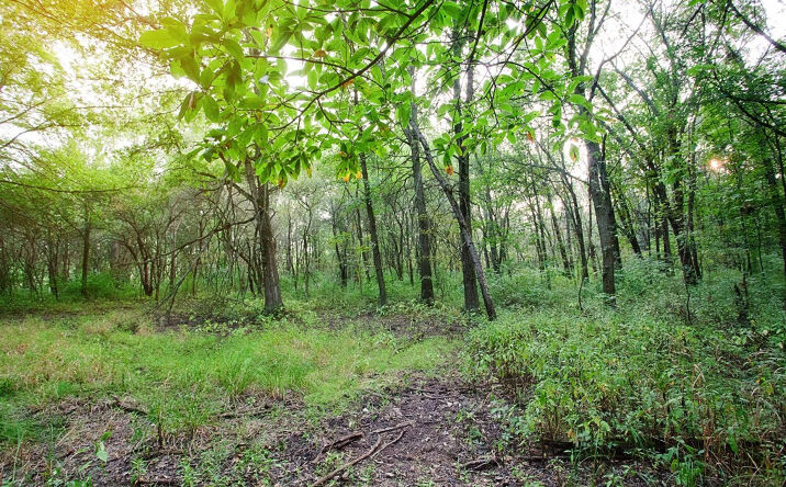 Pictures of Land property located at 16655-lot 79 Noble Street, Lowell, IN 46356 for sales - image #1