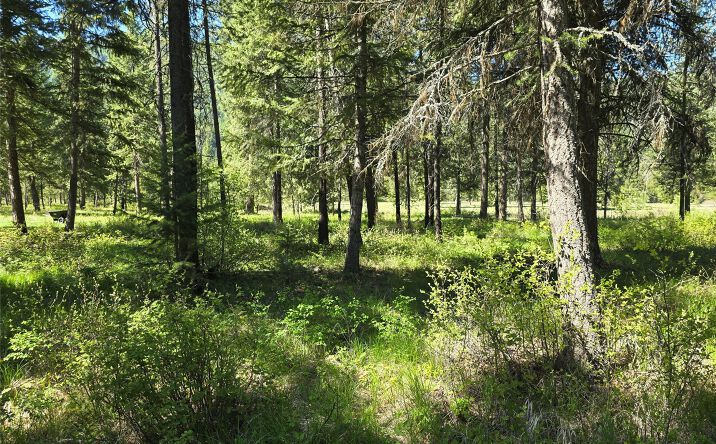 Pictures of Land property located at NH Fairview Drive, Saint Regis, MT 59866 for sales - image #1