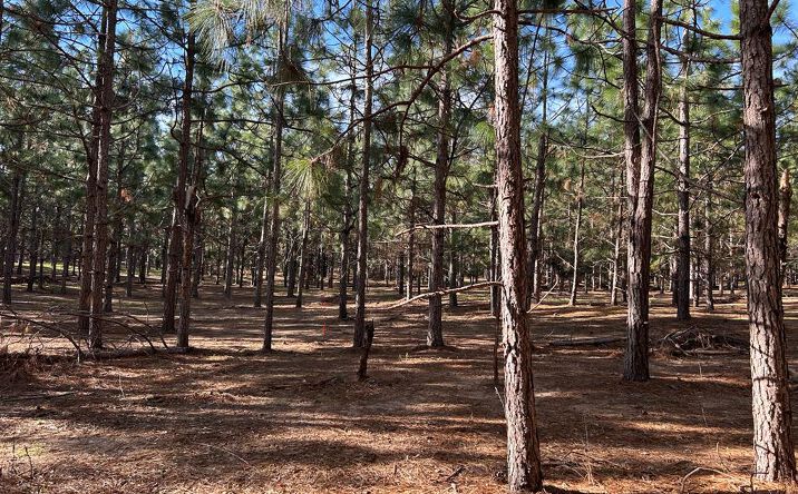 Pictures of Land property located at 3+-ac (Lot 4) Cty Rd 18, Le Sueur, AL 36345 for sales - image #1