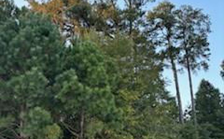 Pictures of Land property located at 0 Truitt St, Murfreesboro, NC 27855 for sales - image #1
