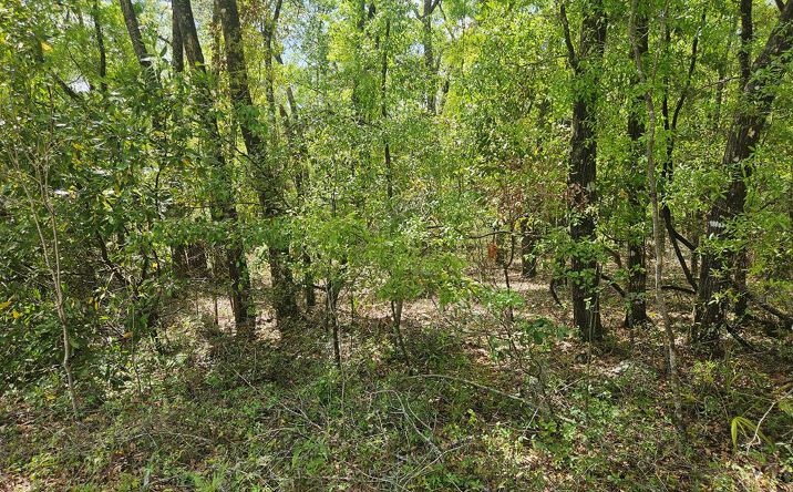 Pictures of Land property located at TBD NW 63rd Ter, Bell, FL 32619 for sales - image #1