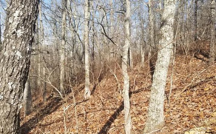 Pictures of Land, Multifamily property located at Lot 105 Dogwood Dr, Holladay, TN 38341 for sales - image #1