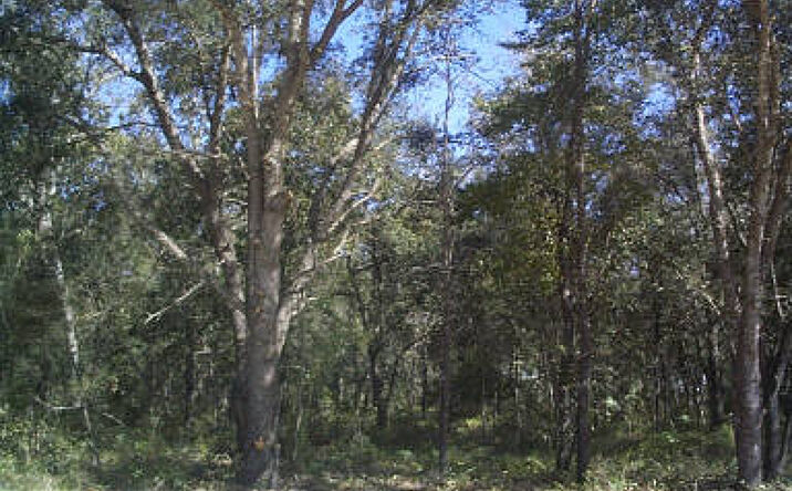 image of property at SE 6TH LN Williston FL 32696