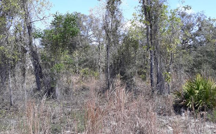 Pictures of Land property located at Lot 20 NE 62nd St, Williston, FL 32696 for sales - image #1