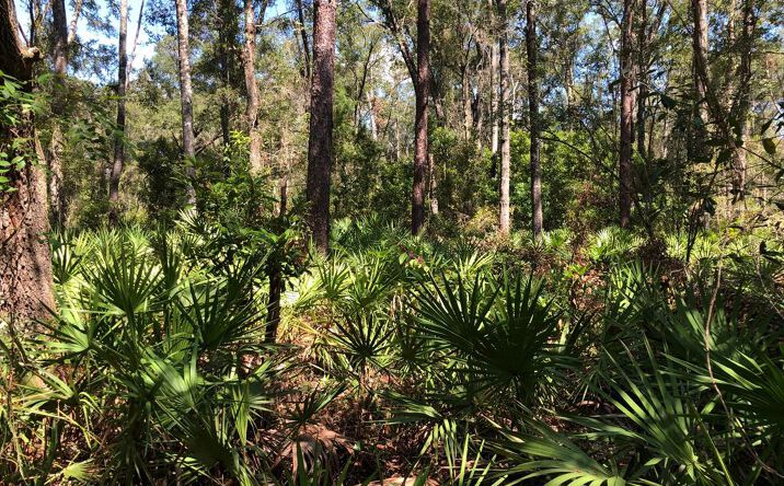 Pictures of Land property located at TBD NE 466th Ave, Old Town, FL 32680 for sales - image #1
