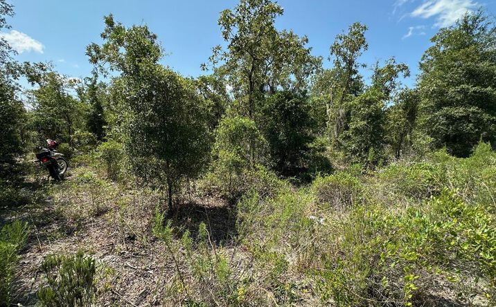 Pictures of Land property located at 0 NE 66th Ln, Williston, FL 32696 for sales - image #1