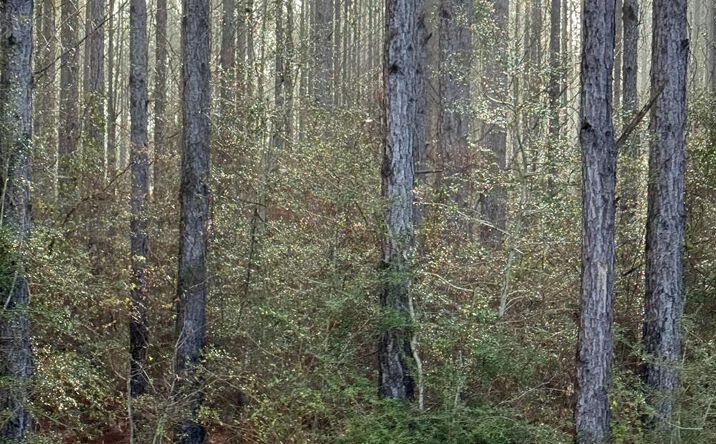 Pictures of Land property located at 0 W Lakeshore Dr Lot 350, Carriere, MS 39426 for sales - image #1