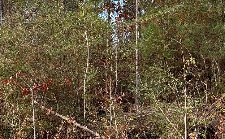 Pictures of Land property located at 0 Glenwood Dr Lot 435, Carriere, MS 39426 for sales - image #1