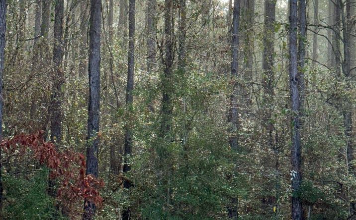 Pictures of Land property located at 0 Hilltop Dr Lot 422, Carriere, MS 39426 for sales - image #1