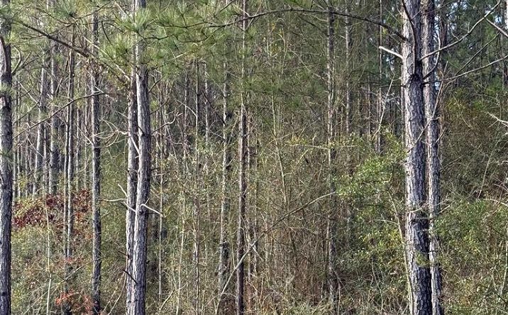 Pictures of Land property located at 0 Glenwood Dr Lot 444, Carriere, MS 39426 for sales - image #1