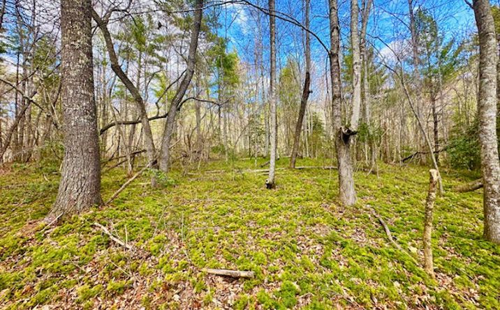 Pictures of Land property located at 144 Gunter Place Rd, Sunbright, TN 37872 for sales - image #1