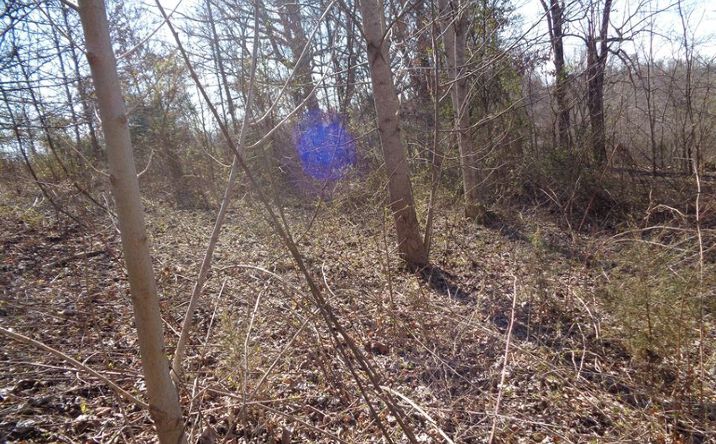 Pictures of Land property located at 0 Holston River Dr, Rutledge, TN 37861 for sales - image #1