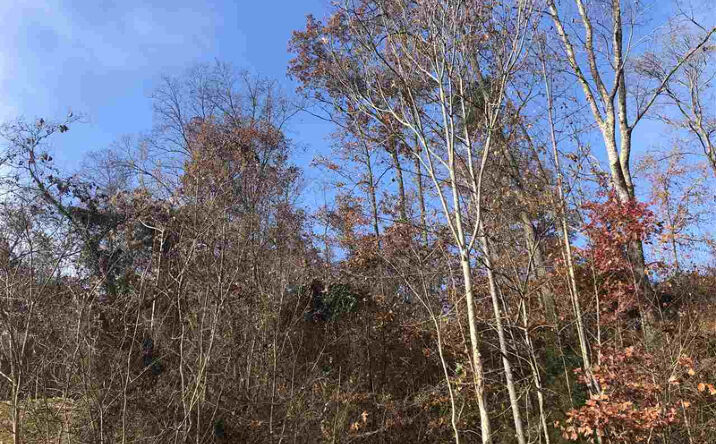 Pictures of Land property located at 212 Austin Drive, Rogersville, TN 37857 for sales - image #1