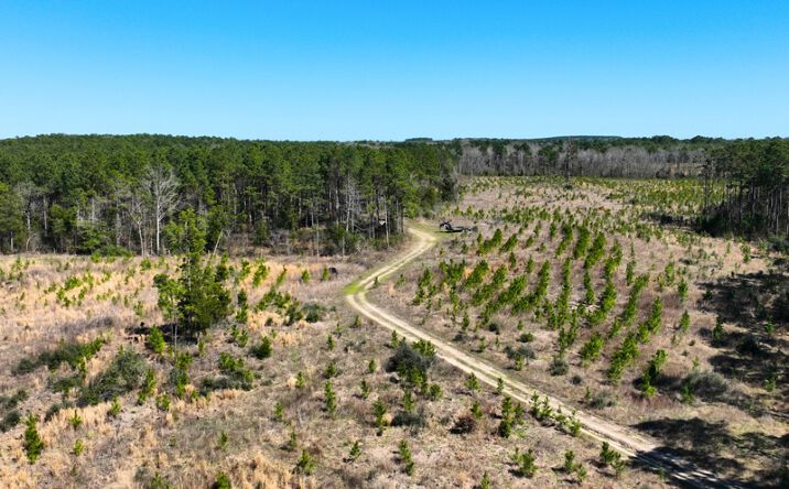 Pictures of Land property located at TBD CR 1453, Linden, TX 75563 for sales - image #1