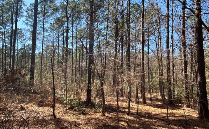 Pictures of Land property located at 60 ac TBD CR 1453, Linden, TX 75563 for sales - image #1