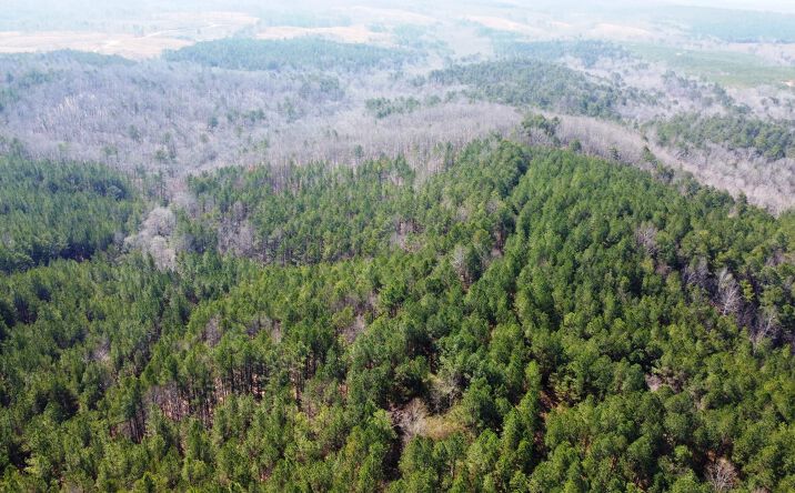 Pictures of Land property located at 993 County Road 106, Bear Creek, USA 35543 for sales - image #1