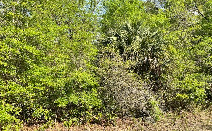 Pictures of Land property located at 0 NW 74th Ct, Chiefland, FL 32626 for sales - image #1
