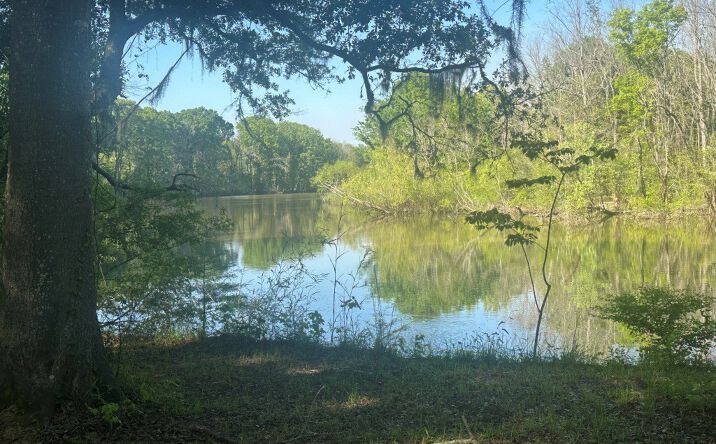 Pictures of Land property located at Poor Robin Rd., Sylvania, GA 30467 for sales - image #1