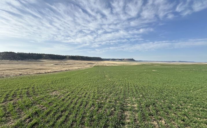 Pictures of Land property located at 323 Shifley Road, Ryegate, MT 59074 for sales - image #1