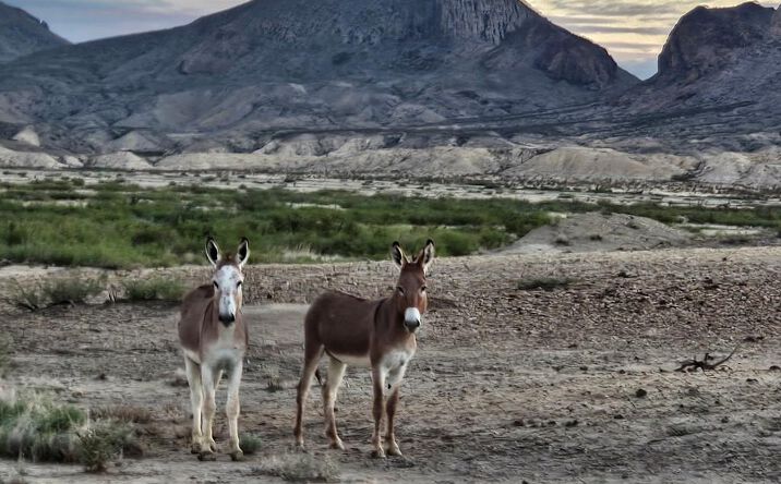 Pictures of Land property located at 112 Victoria Dr., Terlingua, TX 79852 for sales - image #1