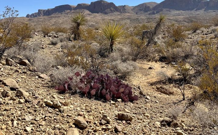 Pictures of Land property located at TR 5269 Missle Dr., Terlingua, TX 79852 for sales - image #1