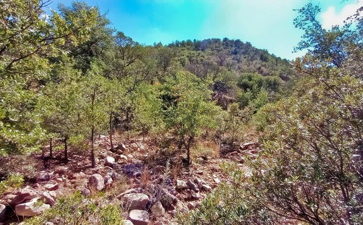 Pictures of Land property located at 311 Colleen Canyon Trail, Fort Davis, TX 79734 for sales - image #1