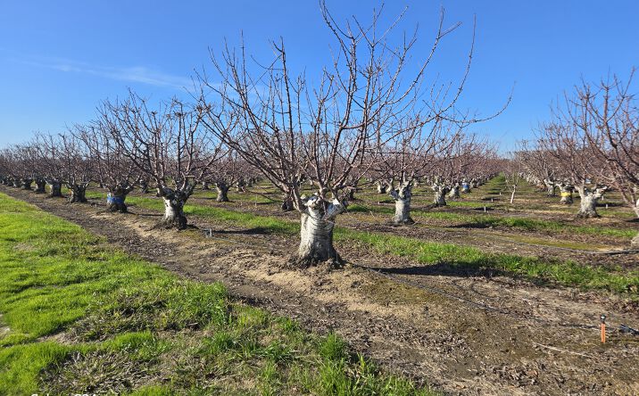 Pictures of Land property located at Andrus Island Road, Walnut Grove, CA 95641 for sales - image #1