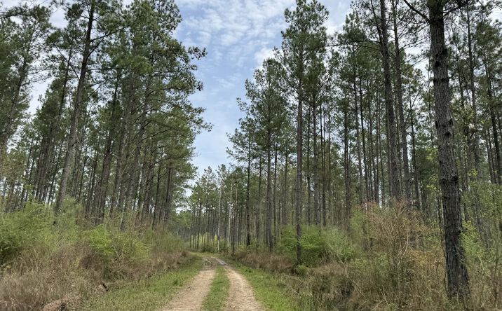 Pictures of Land property located at 0 Highway 15, Ovett, MS 39464 for sales - image #1