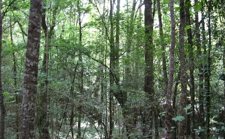 Pictures of Land property located at 0 Athens Road, Mendenhall, MS 39114 for sales - image #1