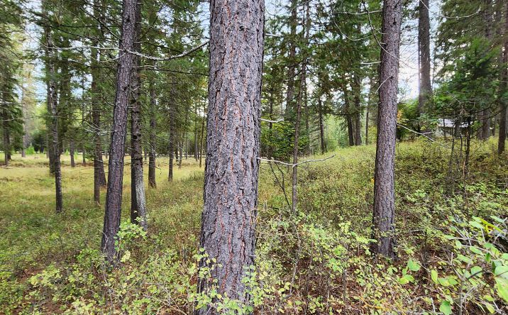 Pictures of Land property located at 3100 Kootenai River Road PO BOX 1380, Libby, MT 59923 for sales - image #1