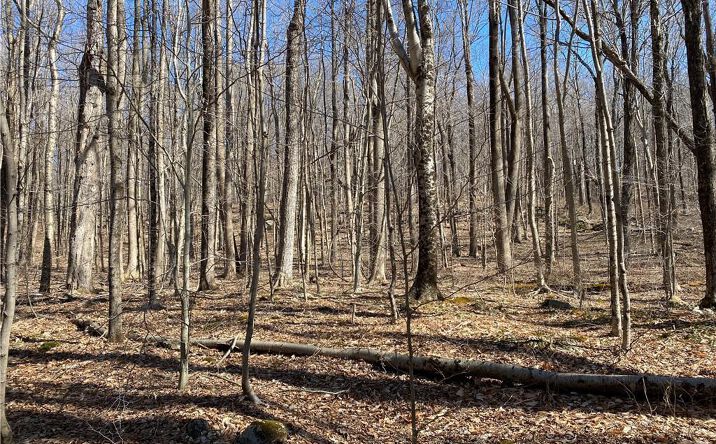 Pictures of Land property located at 0 Andrew Mountain Road, Naugatuck, CT 06770 for sales - image #1